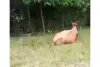 Invadieron la cancha de Las Coles, en Pácora